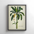 Platanera