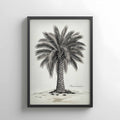 Palmera Canaria