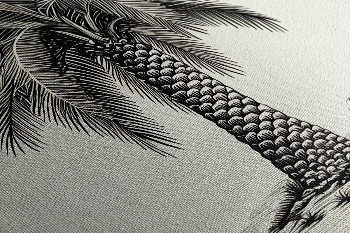 Palmera Canaria